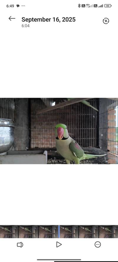 raw. sunconur. cocktails. cages and accessories for birds