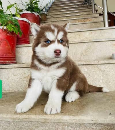 Siberian Husky puppies Blue eyes hai