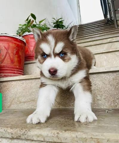 Siberian Husky puppies urgent for sale