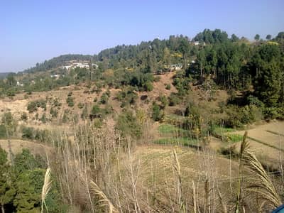 Plot For Sale In Abbottabad Qalanadarabad For Farmhouse Or Society