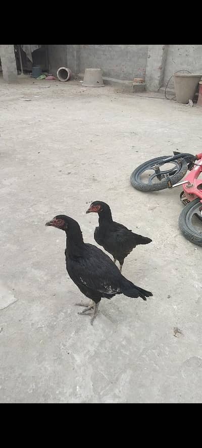 Lasani Aseel pathay Exchange possible