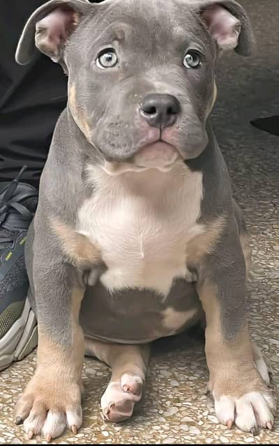 pitbull puppies 03111968618