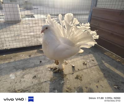 laky pigeon for sale