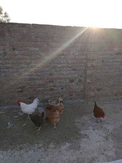 پانچ سنہری مصری مرغیاں فروخت کے لیے دستیاب ہیں۔