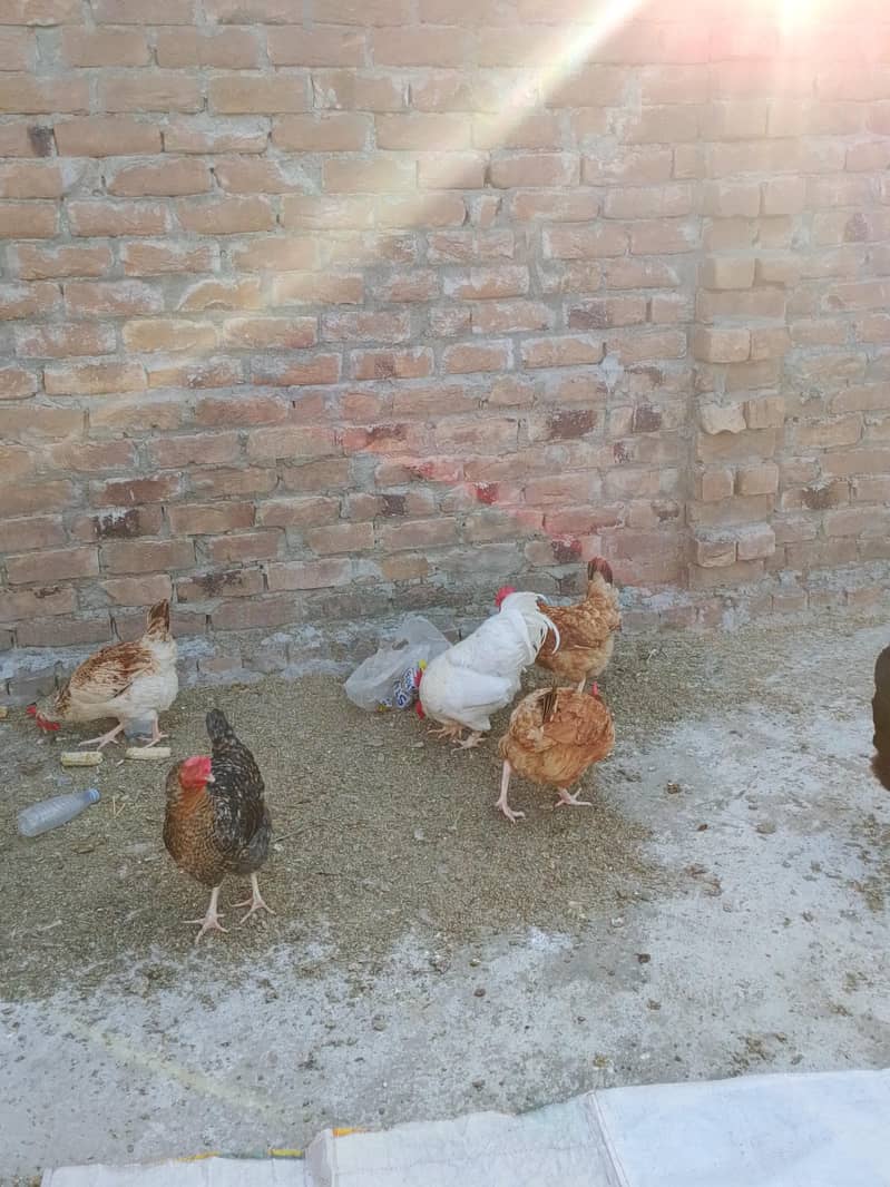 پانچ سنہری مصری مرغیاں فروخت کے لیے دستیاب ہیں۔ 1