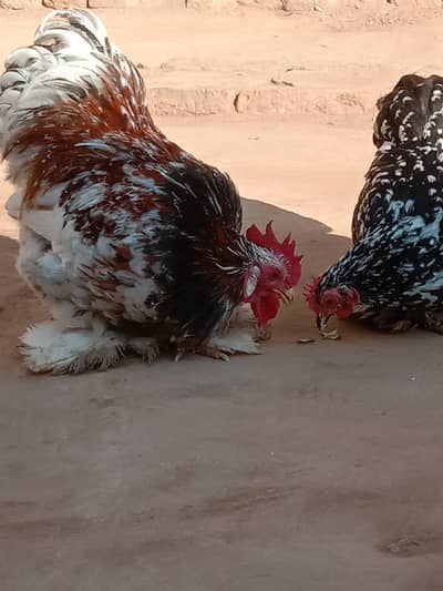 breeder male for sale   healthy and active.   proclain bantam