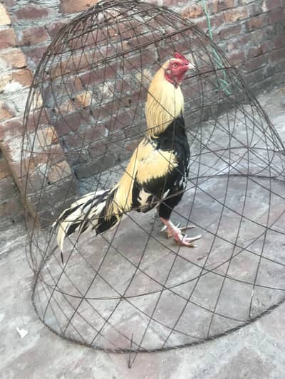 Mianwali murga urgent sale today