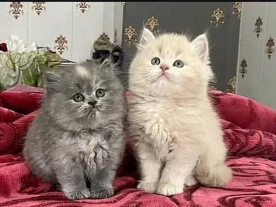 Persian kittens triple coat pair for sale contact whatsap 03144238157
