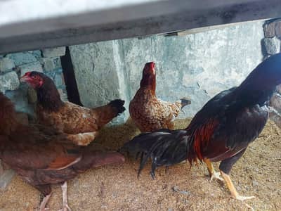 dasi morghiyan ghar ki khorak pr pali hn korak honi wali hn