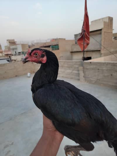 Aseel muskha mainwali madi high quality