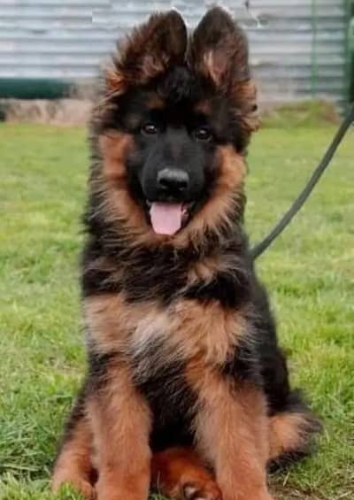 German Shepherd wholesale  WhatsApp number 0313=49=34962