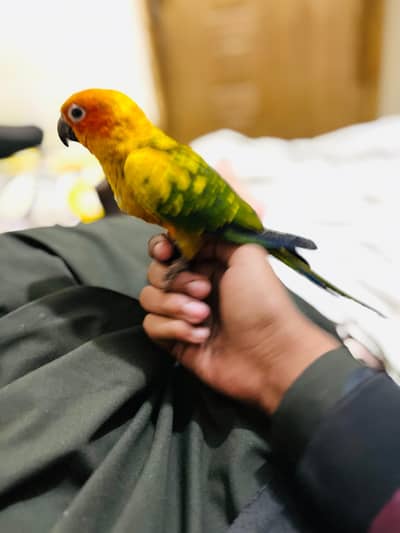 suncnore 4 month tame parrot