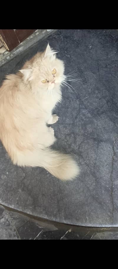 Cat Found In Lahore