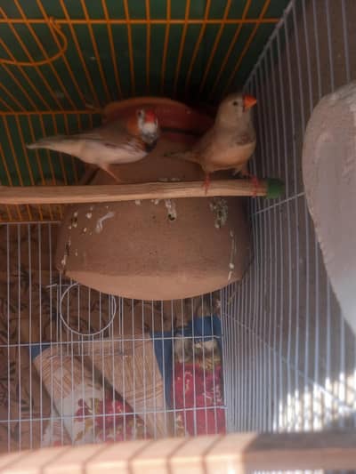 half orange finch pair for sale with cage
