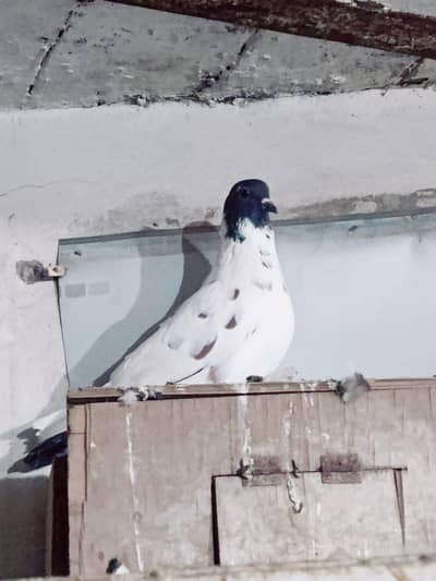 2 Young Pair for sale