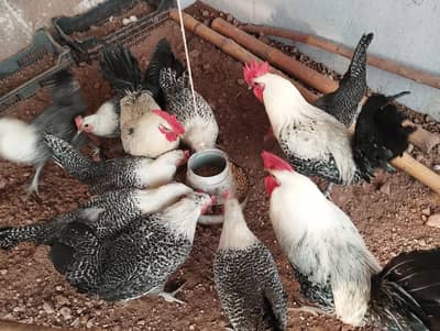 Pure Misri Hen (Egyptian Fayoumi)