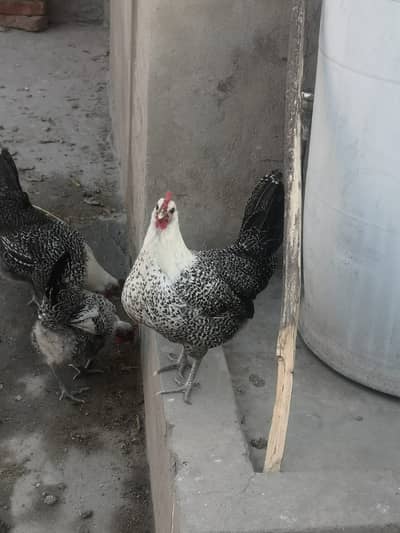 Fayoumi/ Mesri 100% Fertile Eggs Avilable