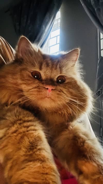 Ginger brown fluffy healthy breeder male simba