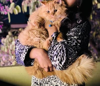 Ginger brown fluffy healthy breeder male simba