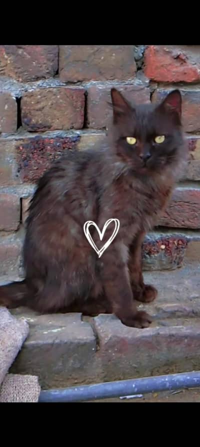 rare black persion cat