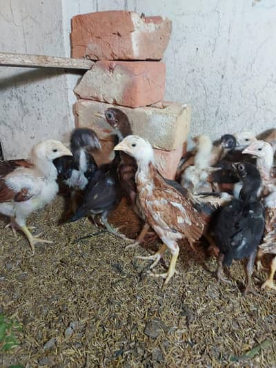 . morghiyan dasi  hn or Karas asel s hoi  Jo bachy bany for sel .