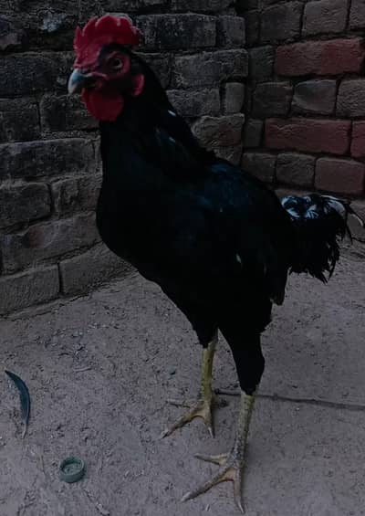 high quality lassani bengum Aseel murga