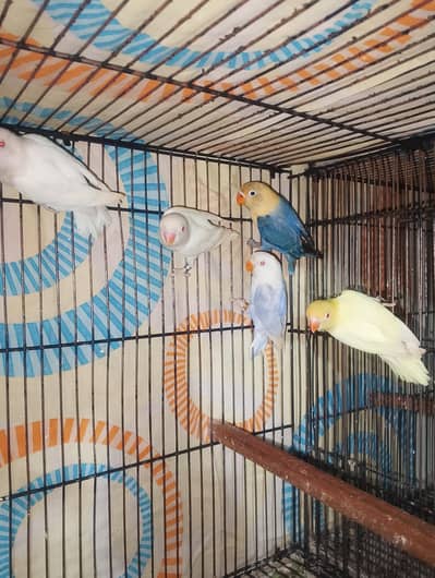 Love birds 
