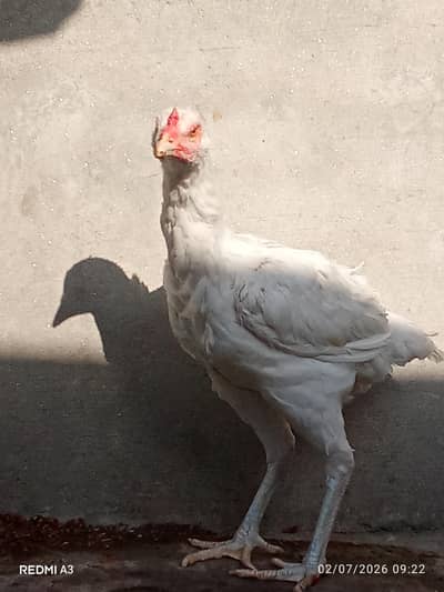Heera aseel hen for sale