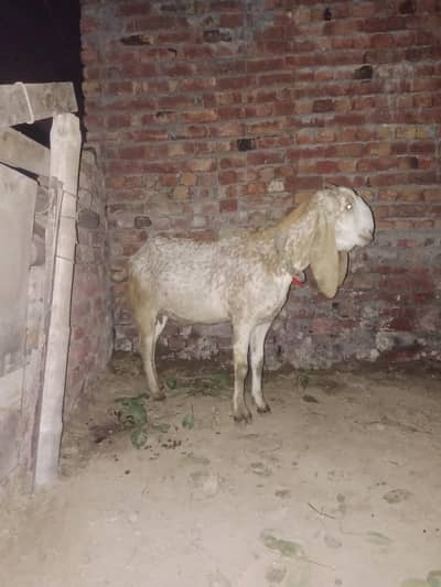 pure makkhi chini bakri hai