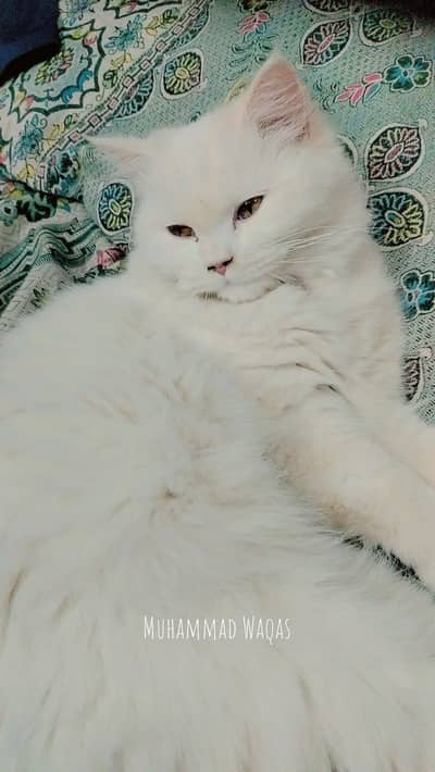 cute see cat for sale