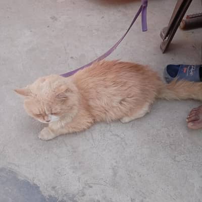 Persian Cat Golden Nice Cat
