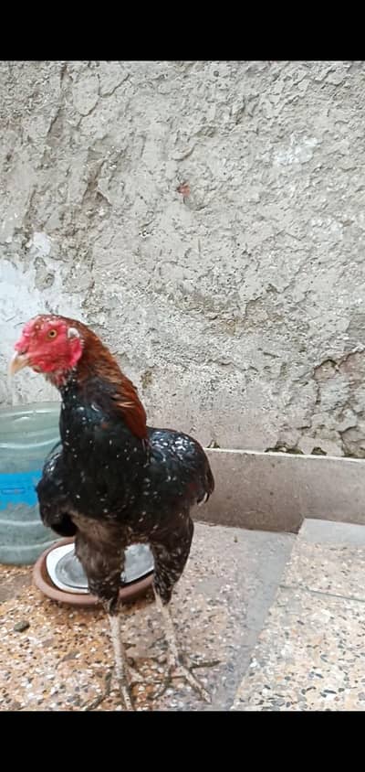 Thai Burmi Cross Murga 03064365643