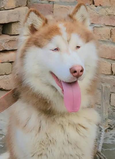 Siberian Husky 10 Month Male dog