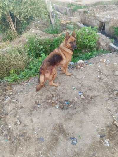 German Shepherd female for sale