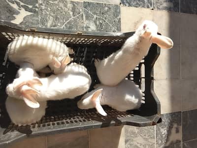 Rabbits red eyes breed