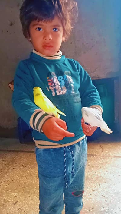 Budgie Hand Tame Baby Australian parrot