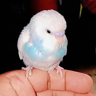 Budgie Hand Tame Baby Australian parrot
