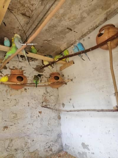 12 bajry me cikc rs 3600