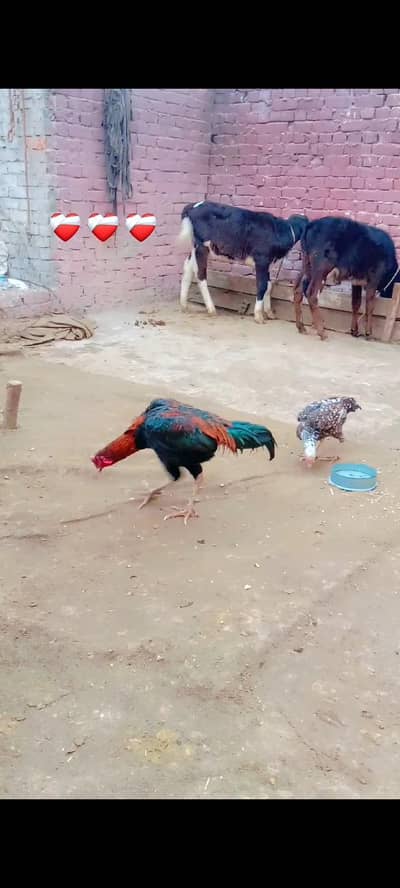 سیل چکس میاں والی مرغی تھائی لینڈ مرغا بہترین کوالٹی ایکٹیو سکس ڈیز