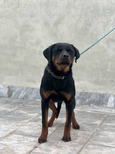 Male Rottweiler 9 Months | Vaccinated | Active Dog