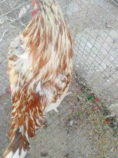 I am selling assel hens watts 324 5483169