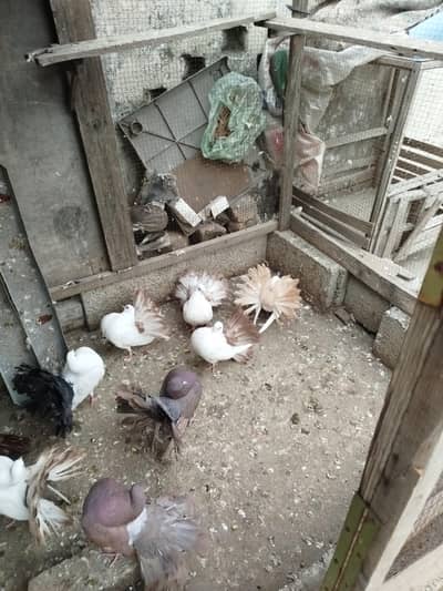 adult red , redtails chiks mix available