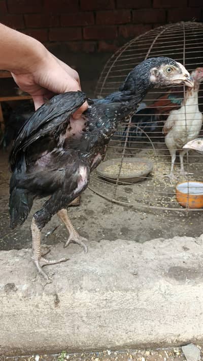 Premium Mianwali Breed Chicks – 3 Months Old