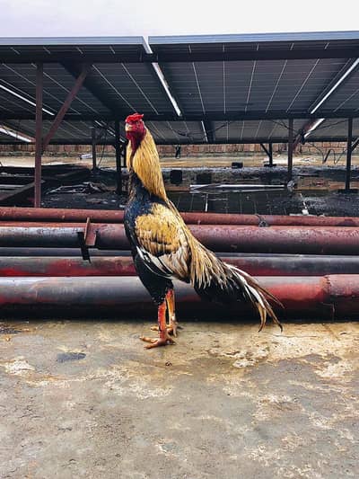 Oraginal Aseel pamroz