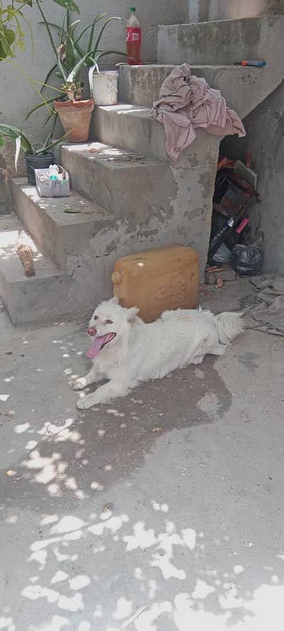 Pure White Samoyed Dog for Sale – Healthy & Friendly