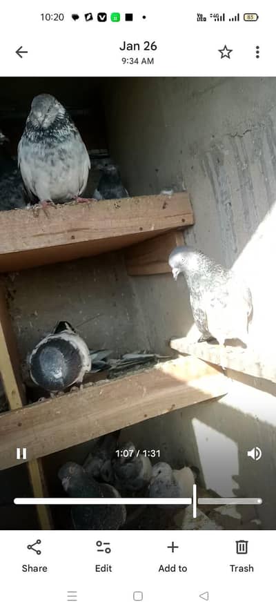 kabli kabutar Hi quality  pair b mil jaenge sub Sat dene Hai