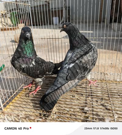 Highflyer Pigeons, Kabli setup for sale