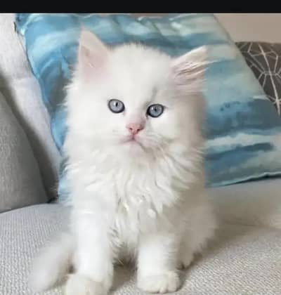 Persian female kitten for sale My WhatsApp number 03 20 24 100 47