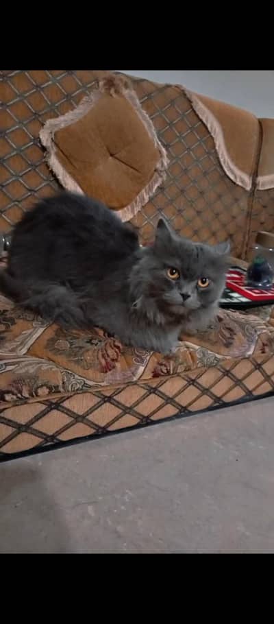 Cat Persian