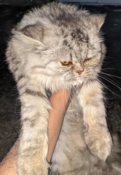 persian cat for sale